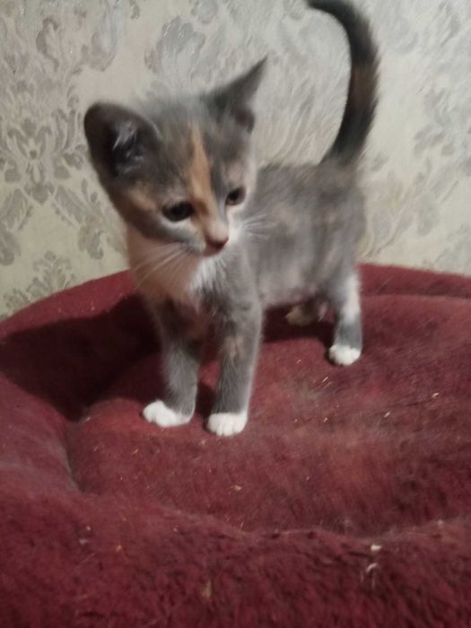 Котеня в добрі руки