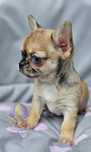 COLIN**Chihuahua Piesek Merle**Do Rezerwacji