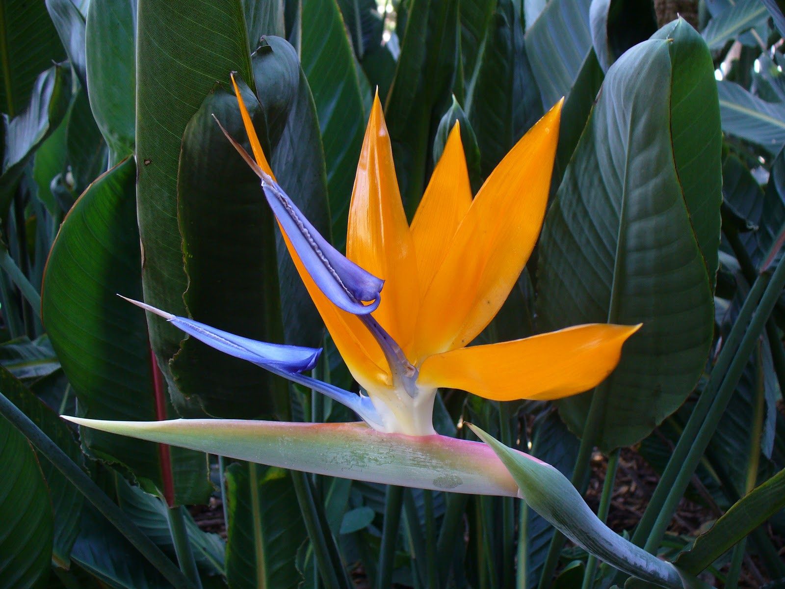 Jardineiro particular