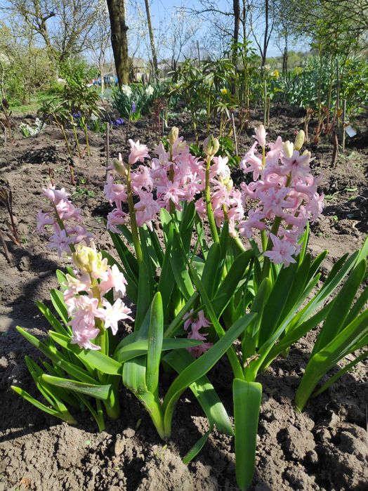 Гіацинт махровий