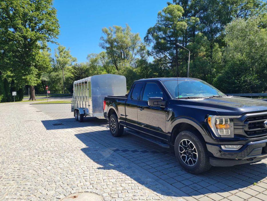 Transport bydła, świnie,owce,alpaki,kozy,itp,licencja,siano