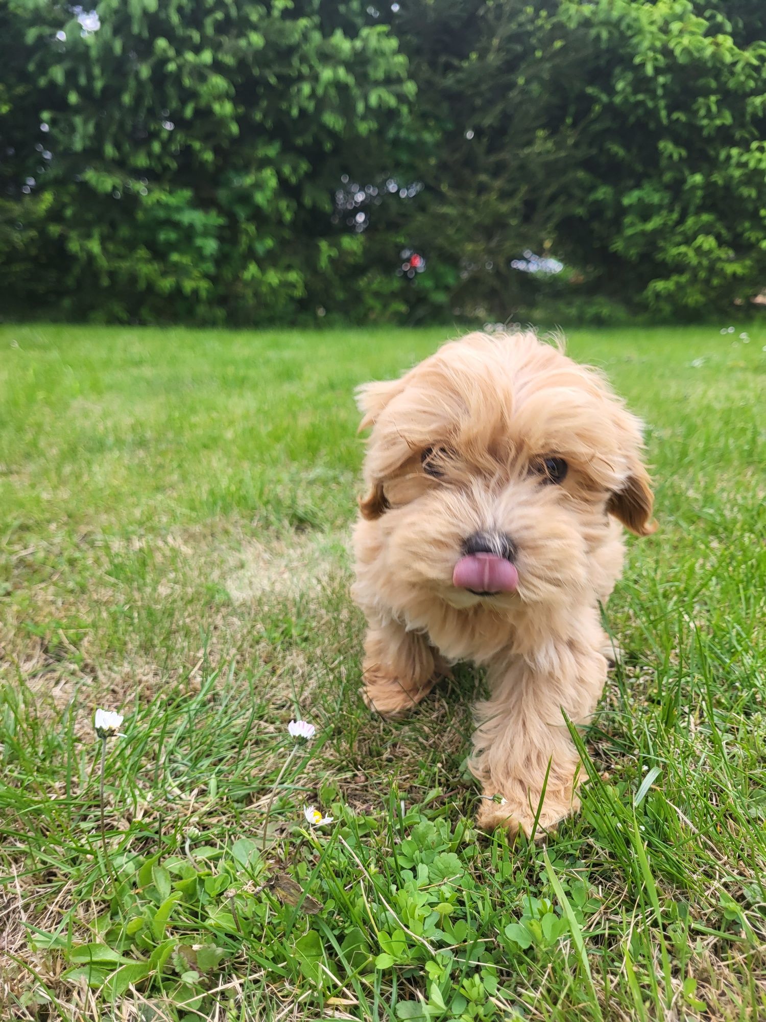 Śliczna sunia Maltipoo