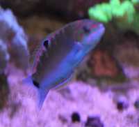 Thalassoma lunare