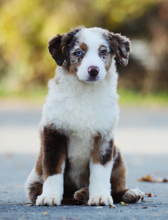 Piesek miniaturowy owczarek amerykański ZKwP/FCI