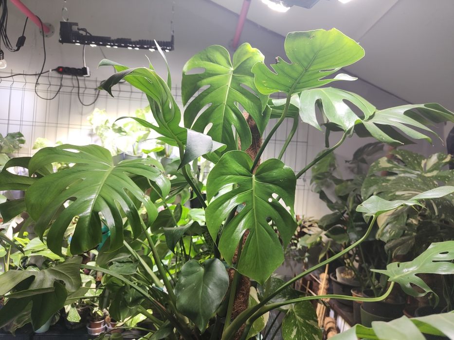 Monstera deliciosa Large Form Big Form