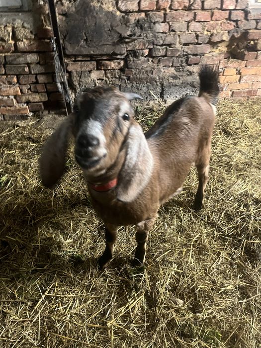 Sprzedam koze bardzo oswojona