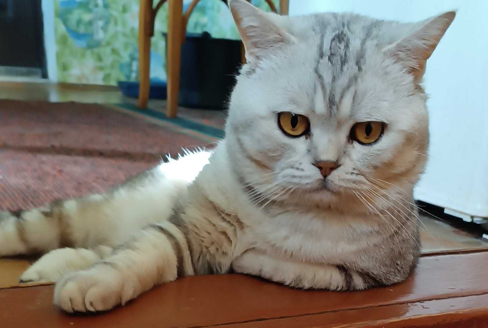 Шотланський котик для в’язки