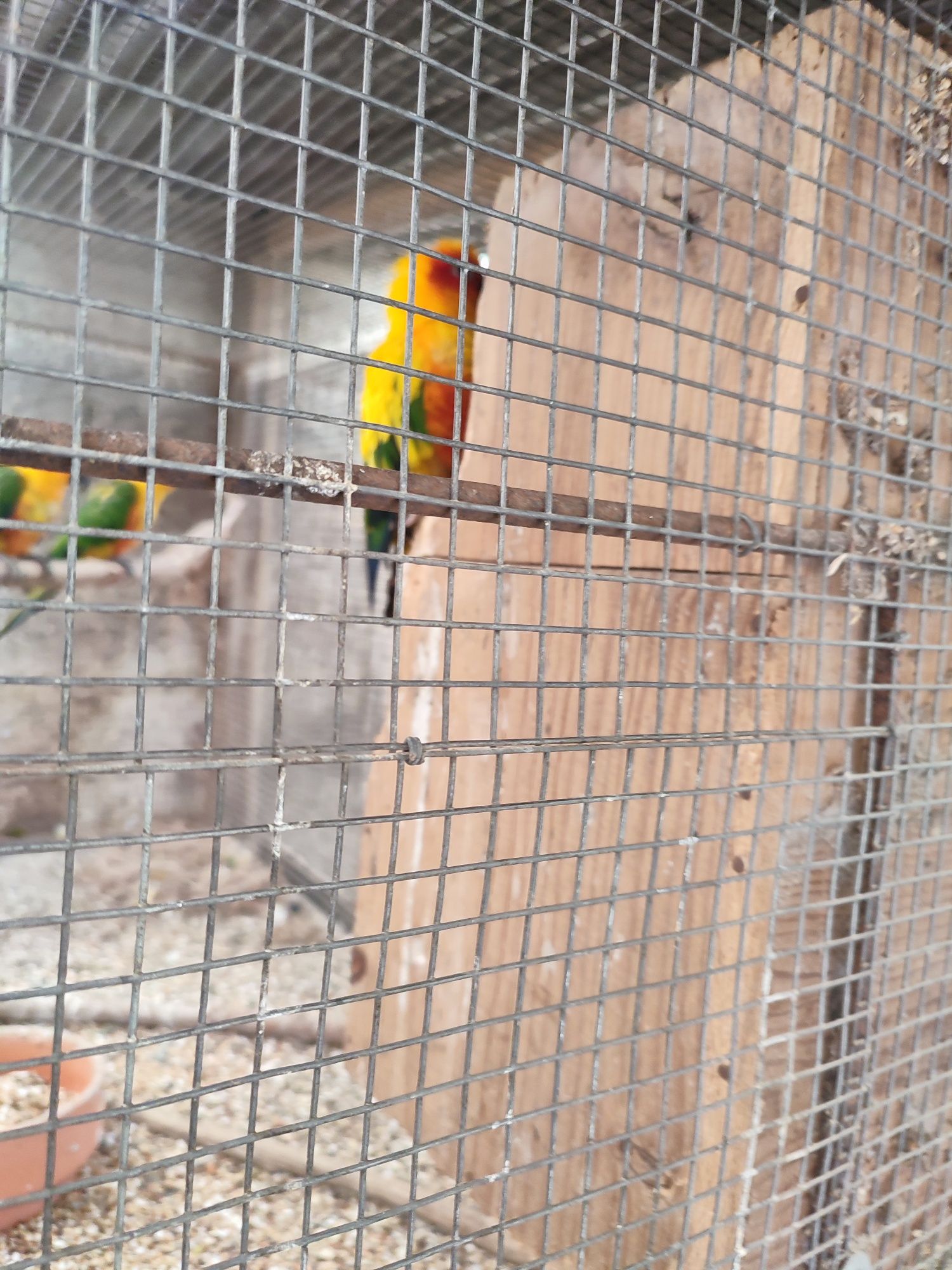 Cedo fêmea de aratinga sol