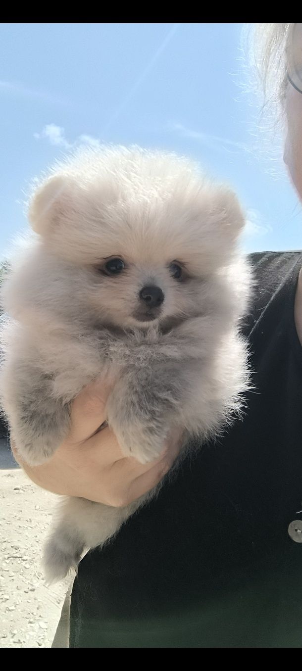 Spitz anão. Lulu da Pomerânia . Menino. Mini .Ursinho