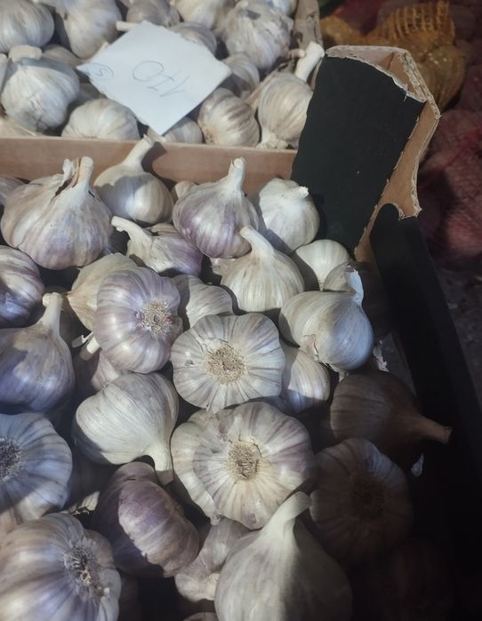 Czosnek harnaś polski