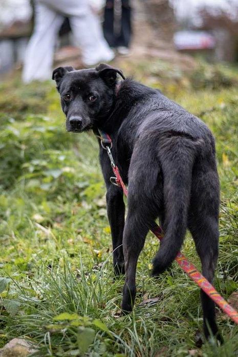 Cudowny PIKO prosi o dom stały lub tymczasowy! Prosimy o pomoc!