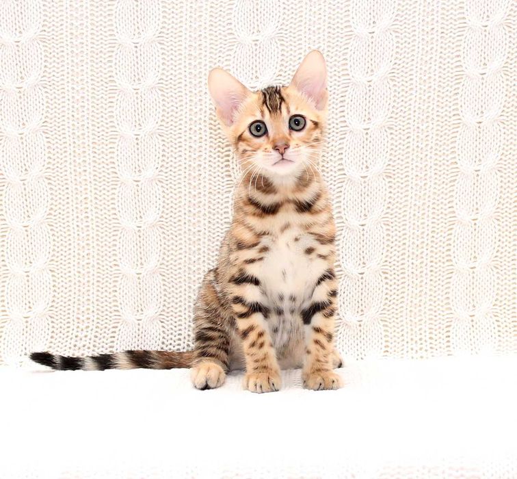 Бенгальская девочка Chanel в любимцы или в производители