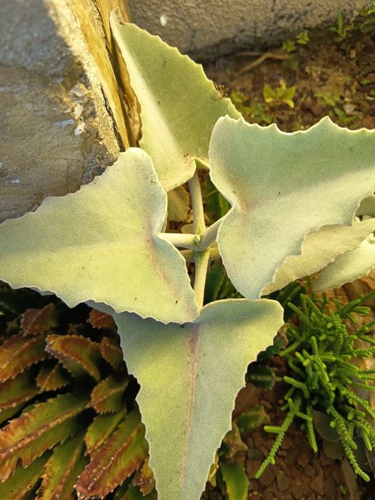 Suculentas em vaso 10 cm