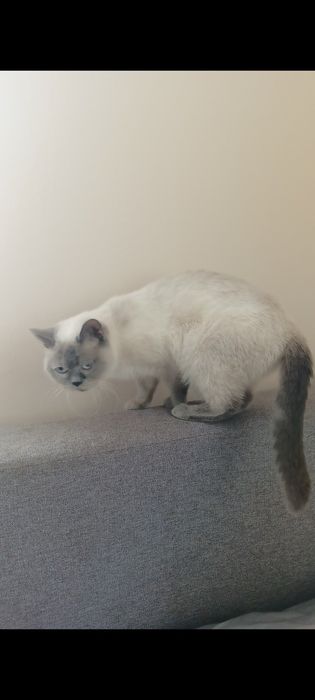 kotka brytyjska point pohodowlana