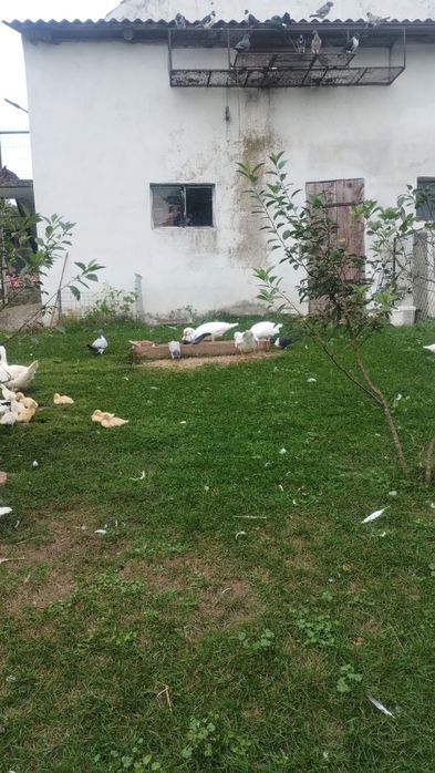 Kaczki piżmowe sprzedam