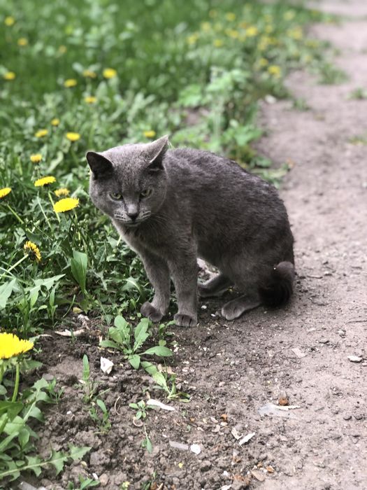 Котик 1,5 год бесплатно