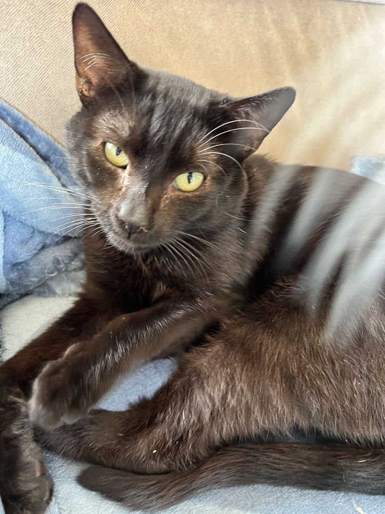 Koty do adopcji