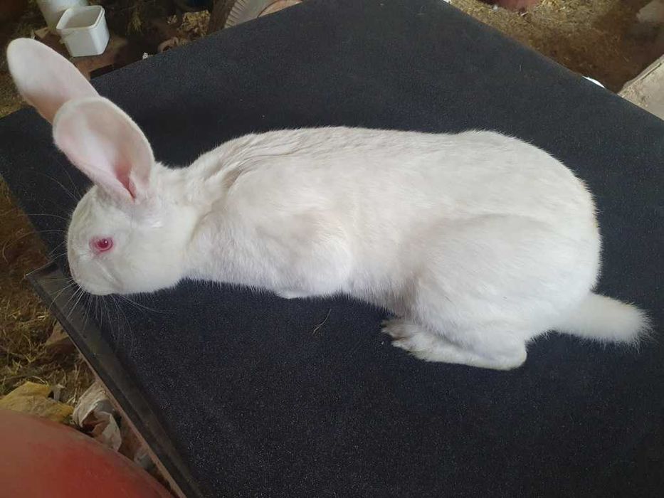 Samiec Termondzki Biały