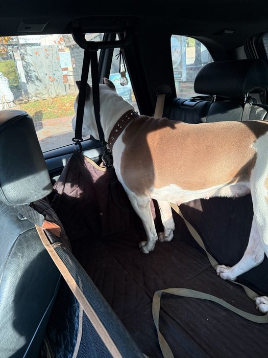 Амстафф Віва ! Прилаштовується ! Стерилізована !