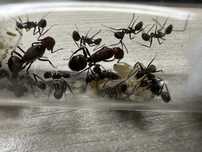 Camponotus nicobarensis 2 królowe ora 15-20 robotnic