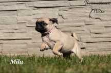 MILA-gotowa do zmiany domku