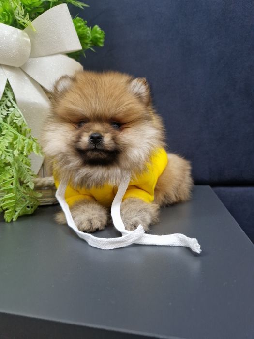 Szpic miniaturowy Pomeranian Boo sunieczka 2xszczepienia legowisko