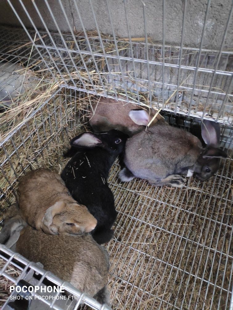 Coelhas grávidas para criação