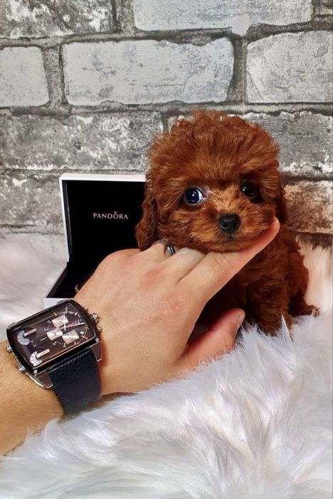 Тікапний хлопчик редбраун від китайських батьків