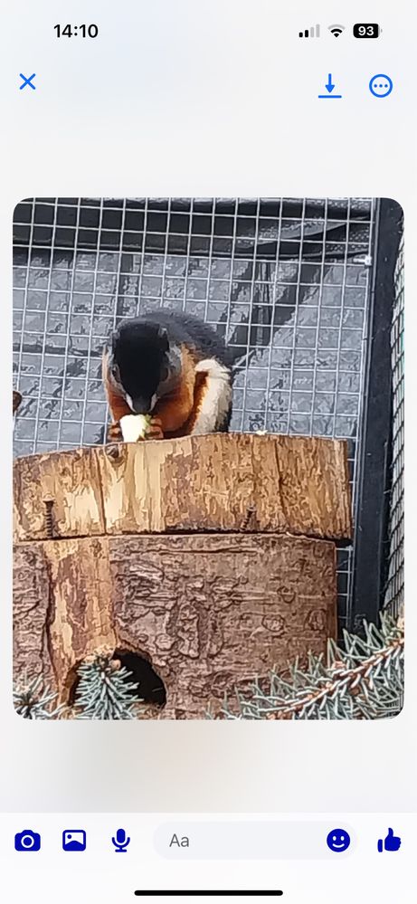 Młode wiewiórki trójbarwne