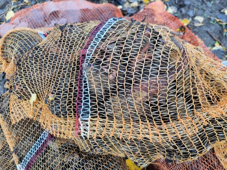 Rabarbar karpy sprzedam