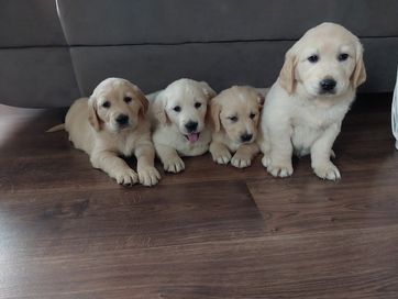 Golden retriver szczeniak