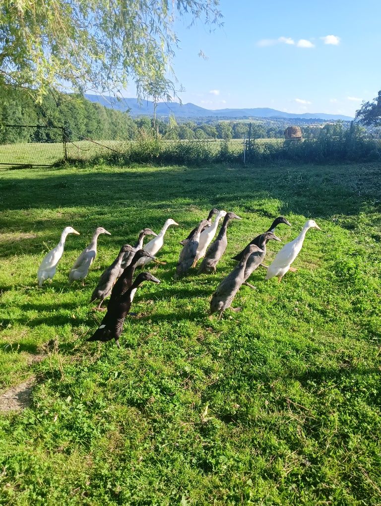 Piękne Biegusy Indyjskie