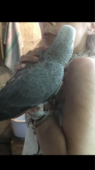 Papagaio Cauda Vermelha /Femea