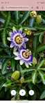 Passiflora - męczennica błękitna