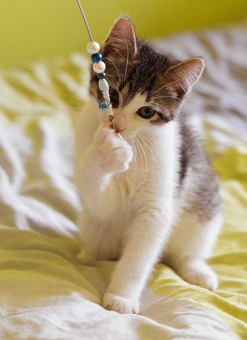 Кошеня Мартін в Добру родину! (котик, 2,5-3 міс, врятований з вулиці)