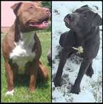 American Pit Bull Terrier, Pitbull