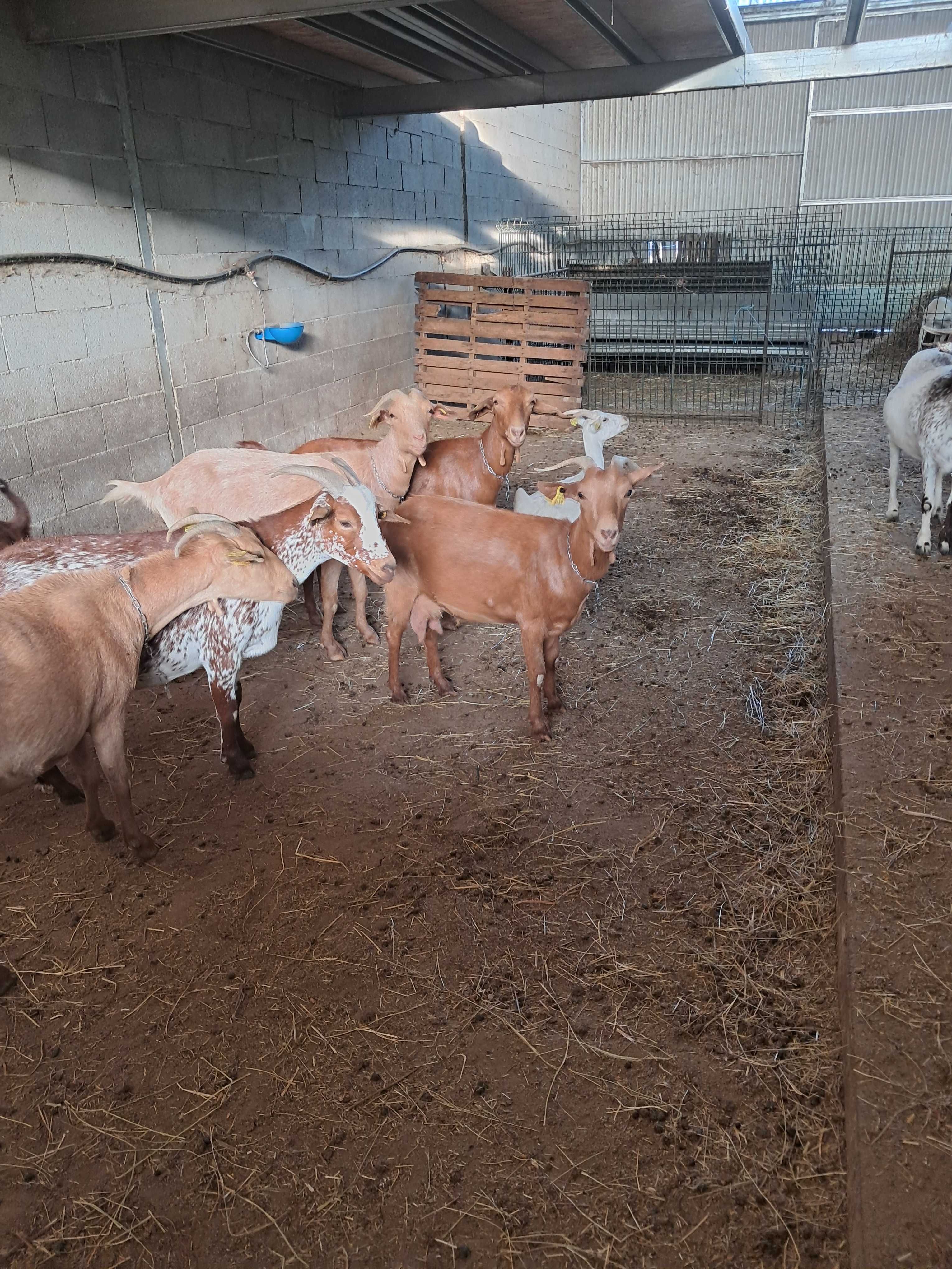 Venda de rebanho de cabras B4