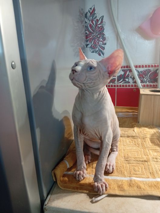 Продам канадского сфинкса