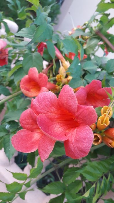 цветы.Кампсис. Лиана. Розовая.только из рук в руки.пересылки нет.