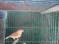 Aves Exóticas (Ler Descrição)