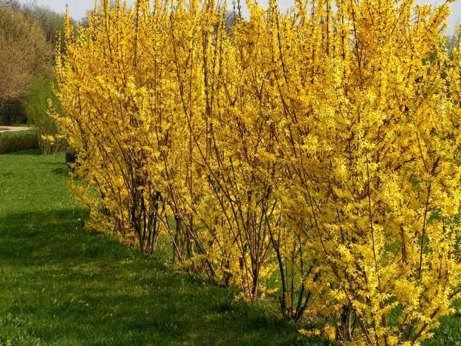 Forsycja żółtokwiatowa na żywopłot duże sadzonki