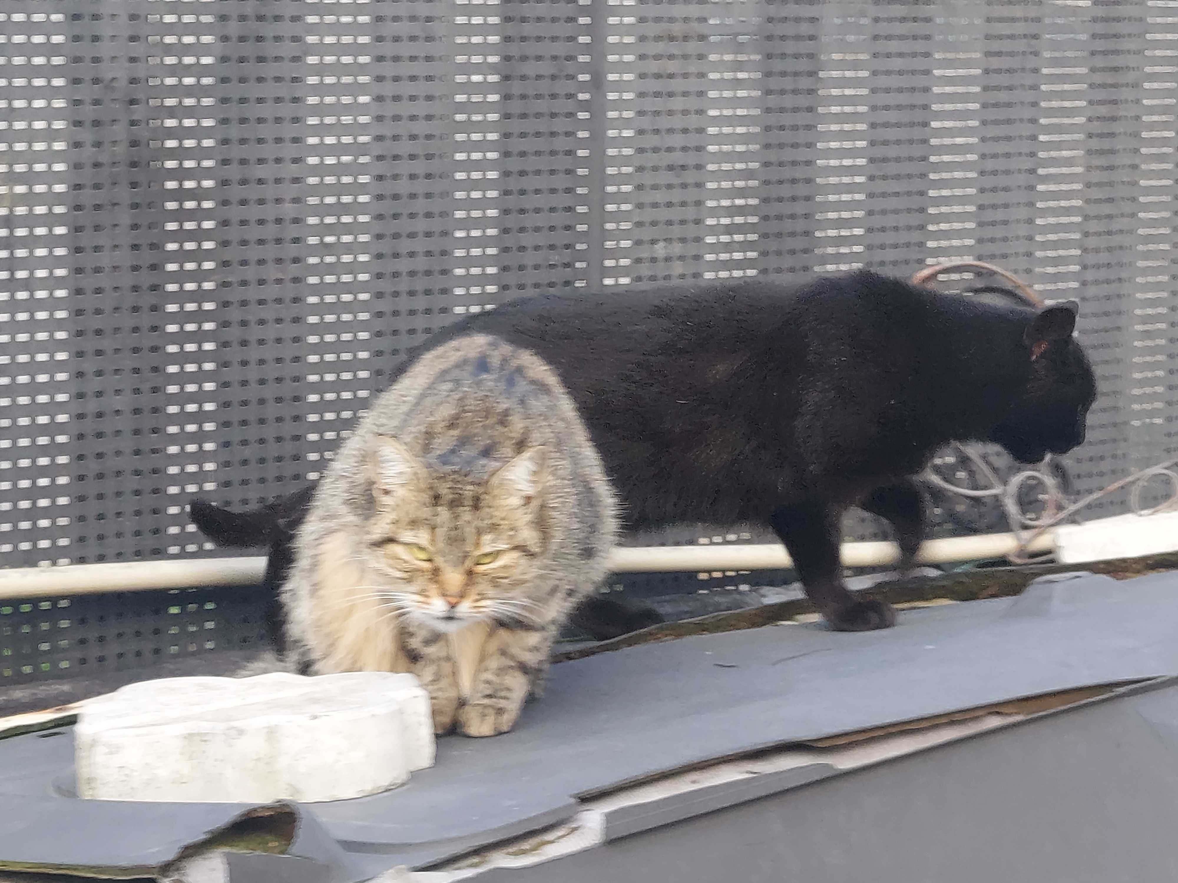Коти, кішки 1.5 річні в добрі руки