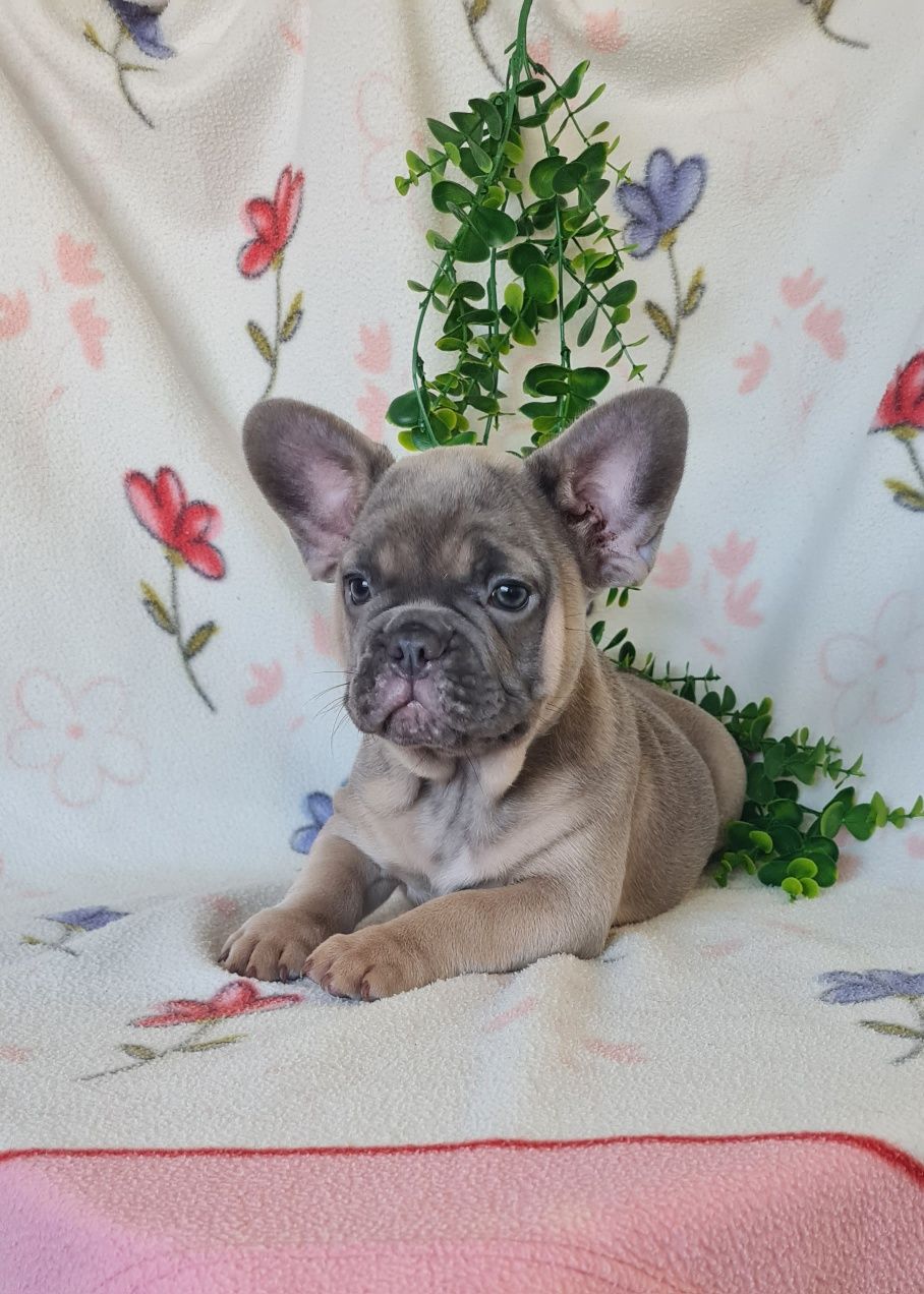 Estupenda menina robusta Bulldog/Bouledogue Francês. Qualidade