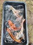 Karp karaś lin amur tołpyga jesiotr sandacz