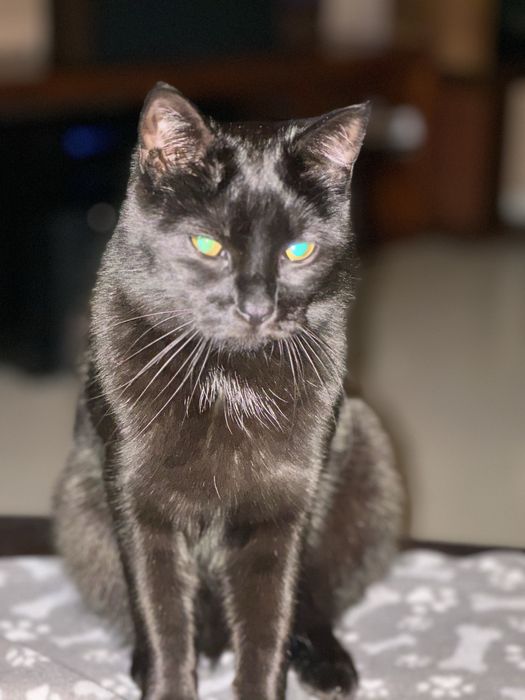 Zaginal czarny kotek Batman