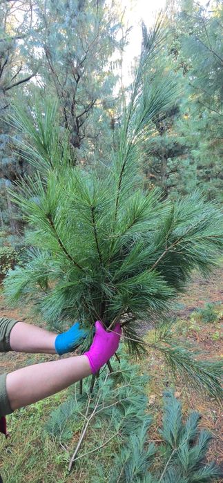 Gałęzie Sosny Wejmutki