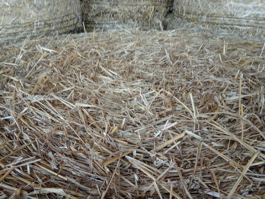 Sprzedam słomę, słoma pszenna 130x120