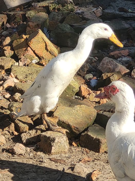Kaczor biegus indyjski biały