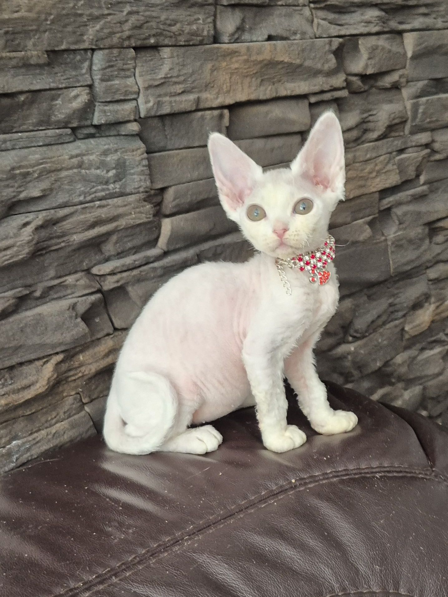 Koteczka Devon Rex FPL