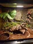 Terrario mais tarantula